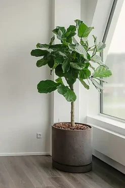 Brun antik krukke i rustik Limestone look med underskål