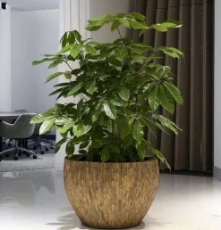 Ø.80cm stor indendørs krukke med Cemani træ