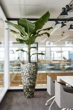 Eksklusiv høj krukke med rustfri stålkant og black lip shell - 2str.