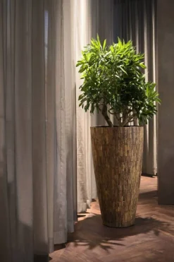 Høje Krukker i Træ / Cemani