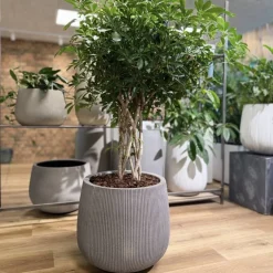 Krukke i Fiberstone med lodrette riller - 2 str - hvid antik eller Grå