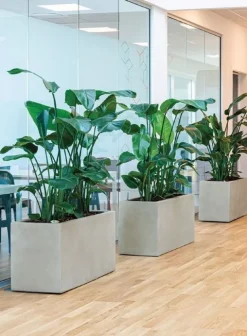 Lave aflange indendørs / udendørs plantekummer - sort eller sand - VANDTÆTTE