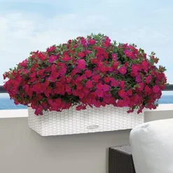 Lechuza altankasse med selvvanding / Balconera Cottage Polyrattan - 6 farver