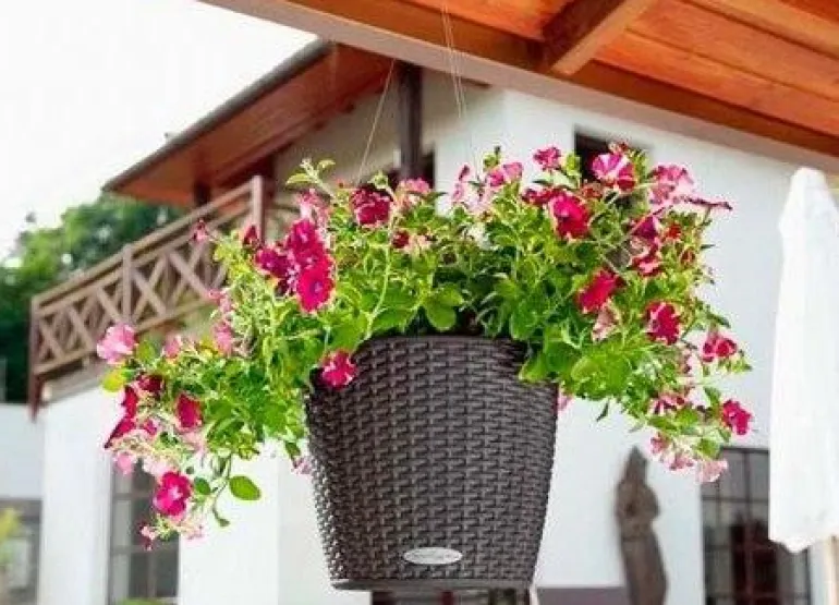 Lechuza Nido Cottage ampel med selvvanding