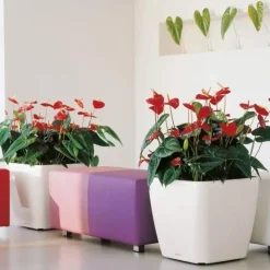 Lechuza Quadro krukker m/u hjul - Ø.35 + Ø.43 + Ø.50 - 6 farver - M/U Hjul