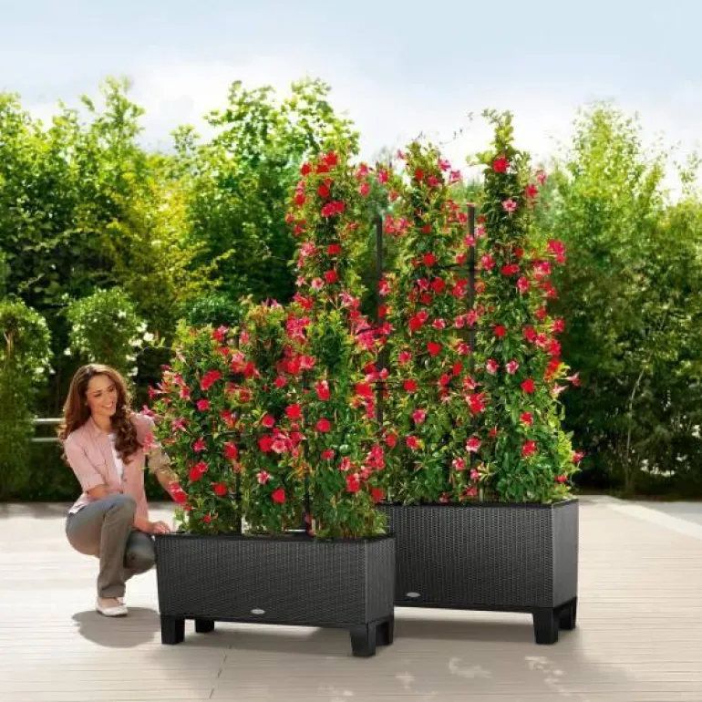 Lechuza Trio Cottage Plantekumme / sort-hvid-antrazit-mokka-sand-grå / 6 farver