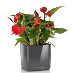 Lille antrazit Lechuza plantepotte med selvvanding - 16x16x16cm