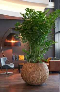 Rund Krukke i træ / Cemani - 3 str.