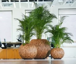 Rund Krukke i træ / Cemani - 3 str.