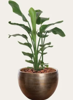 Rustik Polaris metal hammered gold plantepotte - 3 str.