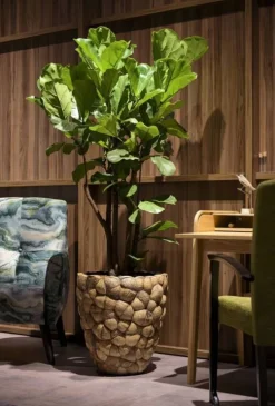 Stor indendørs konisk krukke med Coconut skaller - Ø.60cm