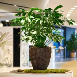 Stor indendørs konisk krukke med træbark - Ø.60cm