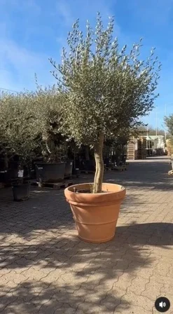 Stor Klassisk Italy Terracotta Krukke - Op til Ø.100cm