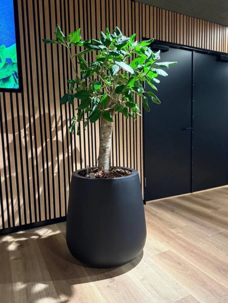 Stor konisk sort eller grå plantekrukke - 2 str.