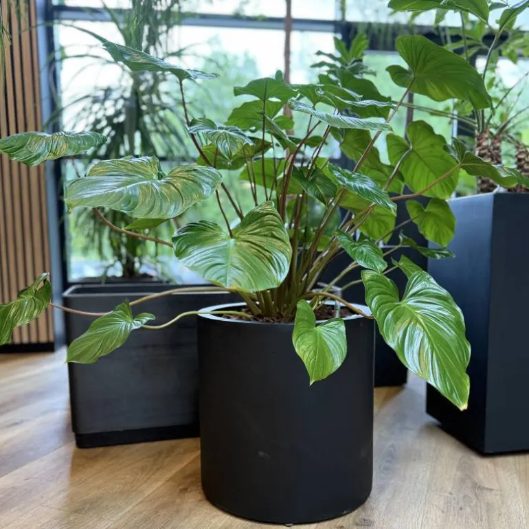 Stor rund sort eller grå cylinder krukke i fiberstone / Ø.30 + Ø.40cm + Ø.50cm + Ø.60cm