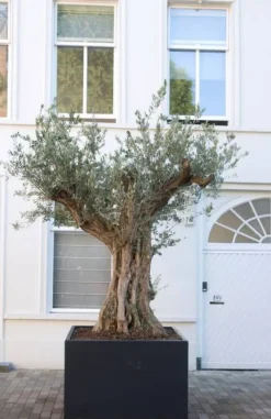 Store firkantede krukker i aluminium / Antrazit - 12 modeller