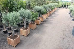 Store krukker i træ / hardwood med ben