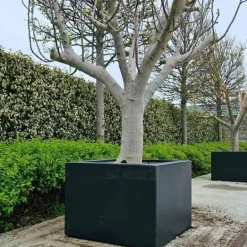 80x80cm Krukker i glasfiber / polyester - H.40 + H.60 + H.80cm